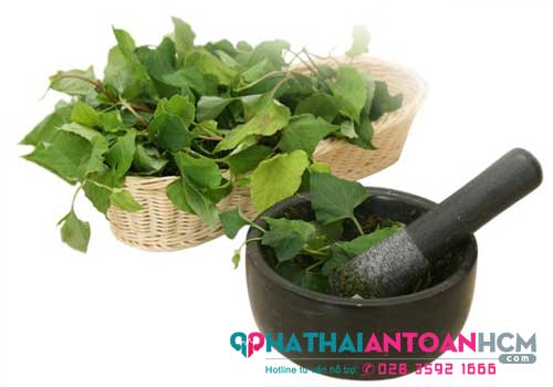 Chữa bệnh trĩ cho bà bầu bằng lá diếp cá có được không
